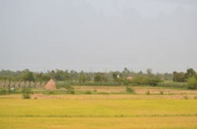 Một cánh đồng tại ĐBSCL, ành chụp trước đây. RFA PHOTO.