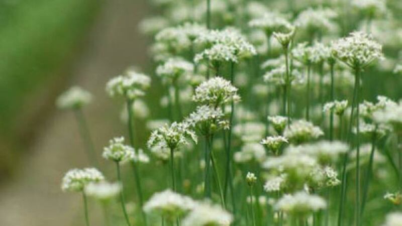 田间盛开的韭菜花（Public Domain）