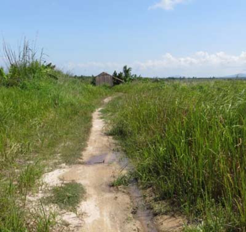 ផ្លូវ​ចូល​ទៅ​កោះ​ពយរ៉ុងរាំង កាត់​វាល​ស្បូវ​ក្រាស់។