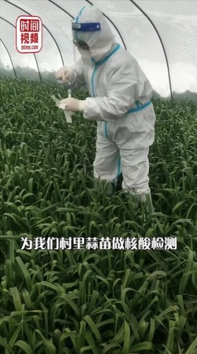河南禹州火龍鎮衛生院給蒜苗做核酸，網民嘲諷：愚蠢至極。（視頻截圖）