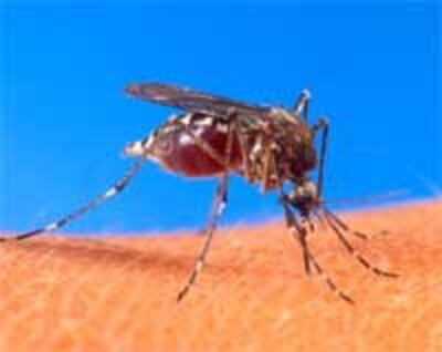 MosquitoSotXuatHuyet200.jpg