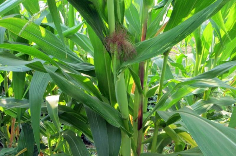 corn.jpeg