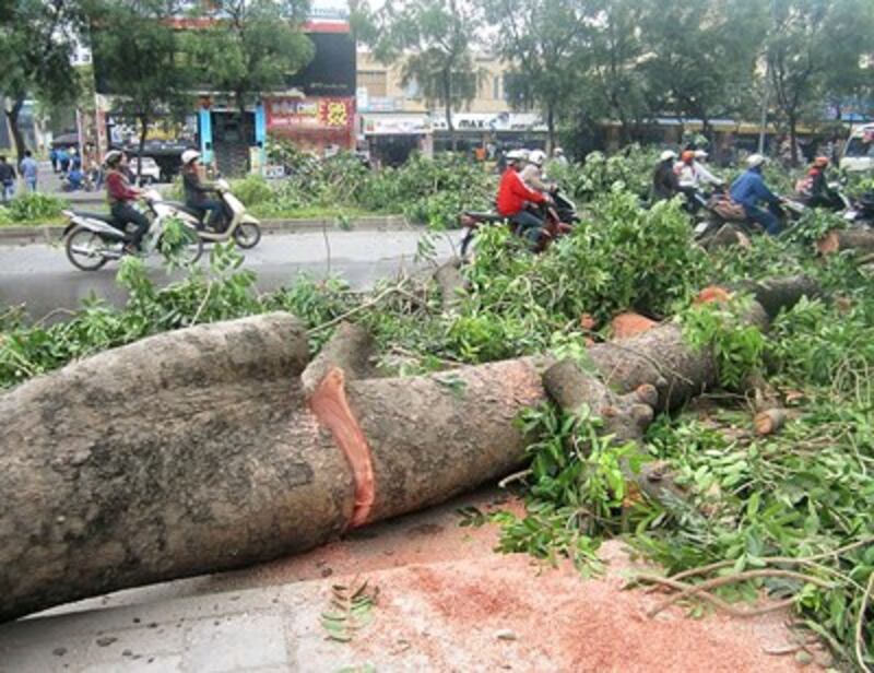 Gần 100 cây xà cừ cổ thụ ở đường Nguyễn Trãi, Hà nội bị đốn hạ. Ảnh: Nam Khánh/doisongphapluat