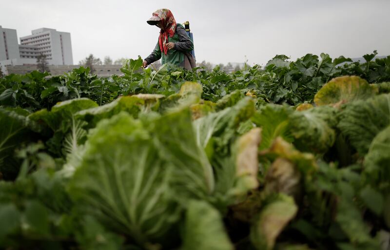 North Korean farmers spray fertiliser on cabbage crops at the Chilgol vegetable farm on the outskirts of Pyongyang, Friday, Oct. 24, 2014 in North Korea. (AP Photo/Wong Maye-E)