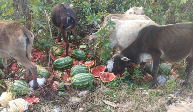 (မူဆယ် ၁၀၅ မိုင် ကုန်သွယ်ရေးဇုန်အနီးမှာ စွန့်ပစ်ထားတဲ့ ဖရဲသီးတွေကို တွေ့ရစဥ်) Photo: CJ