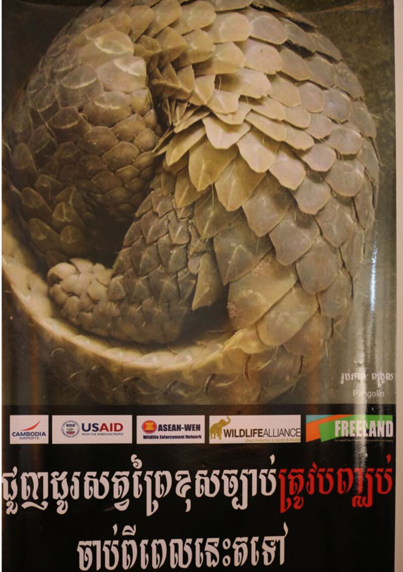 រូប​សត្វ​ពង្រូល ដែល​ត្រូវ​បាន​គេ​តាំង​បង្ហាញ​ជាមួយ​សារ​បញ្ឈប់​ការ​ជួញដូរ​សត្វ​ព្រៃ ក្នុង​ទិវា​សត្វ​ព្រៃ​ពិភពលោក​នា​ក្រសួង​បរិស្ថាន រាជធានី​ភ្នំពេញ នៅ​ថ្ងៃ​ទី​១៩ មីនា ឆ្នាំ​២០១៦។