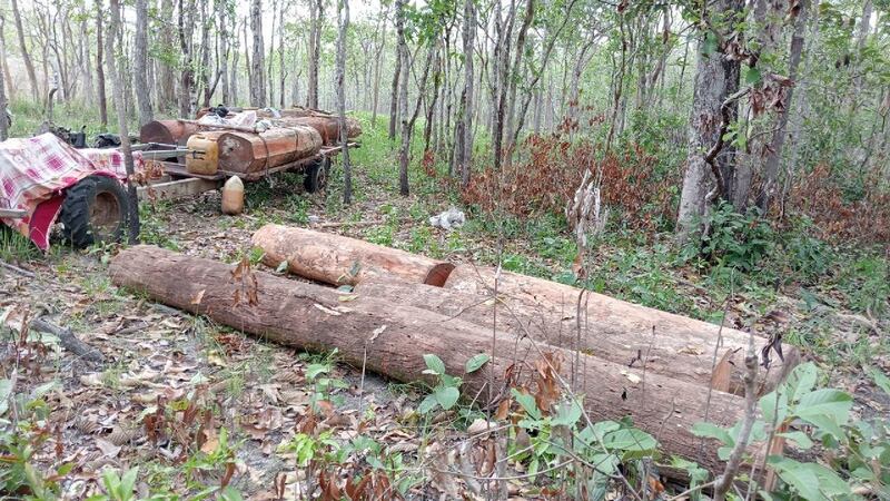 logging_kk2.jpg