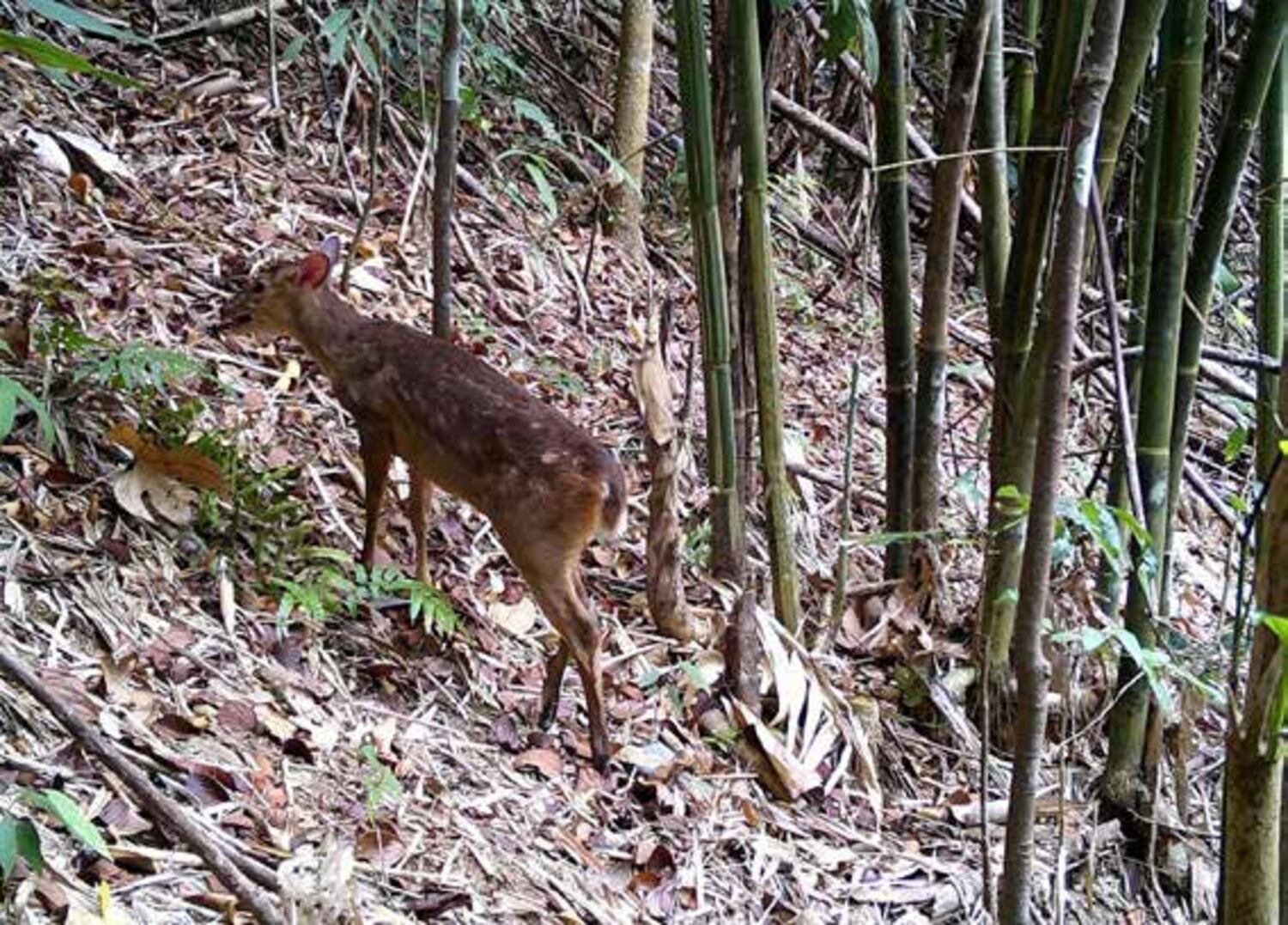 Elusive large-antlered muntjac likely breeding in Cambodian national park