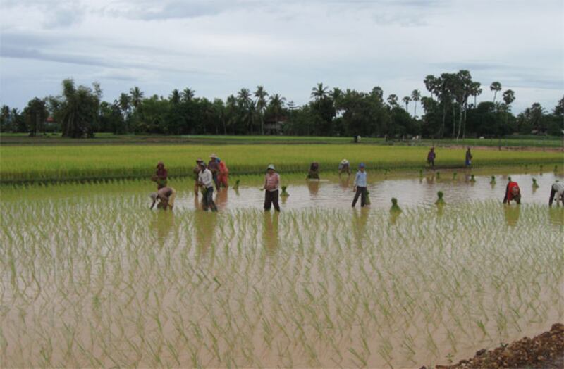 ប្រជា​កសិករ​កំពុង​ស្ទូង​ស្រូវ ក្នុង​ខេត្ត​តាកែវ កាល​ពី​ថ្ងៃ​ទី២៩ ខែ​កក្កដា ឆ្នាំ​២០១៣។