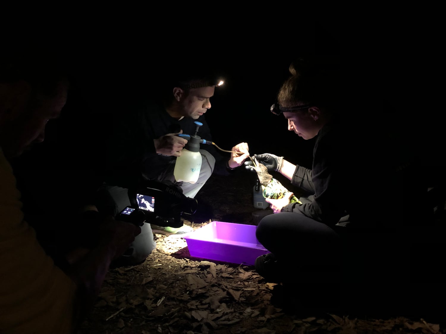 Researchers perform gastric lavage on a Sable Shearwater to safely flush and remove ingested plastics in this undated photo from Lord Howe Island, Australia.