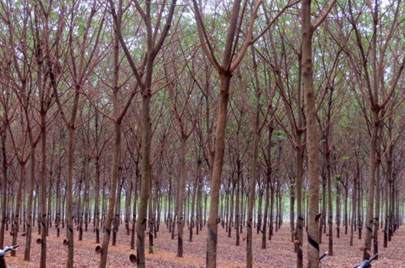 ចម្ការ​កៅស៊ូ​របស់​ពលរដ្ឋ​នៅ​ស្រុក​មេមត់ ខេត្ត​ត្បូងឃ្មុំ។ រូបថត​កាល​ពី​ខែ​មេសា ឆ្នាំ​២០១៥ 