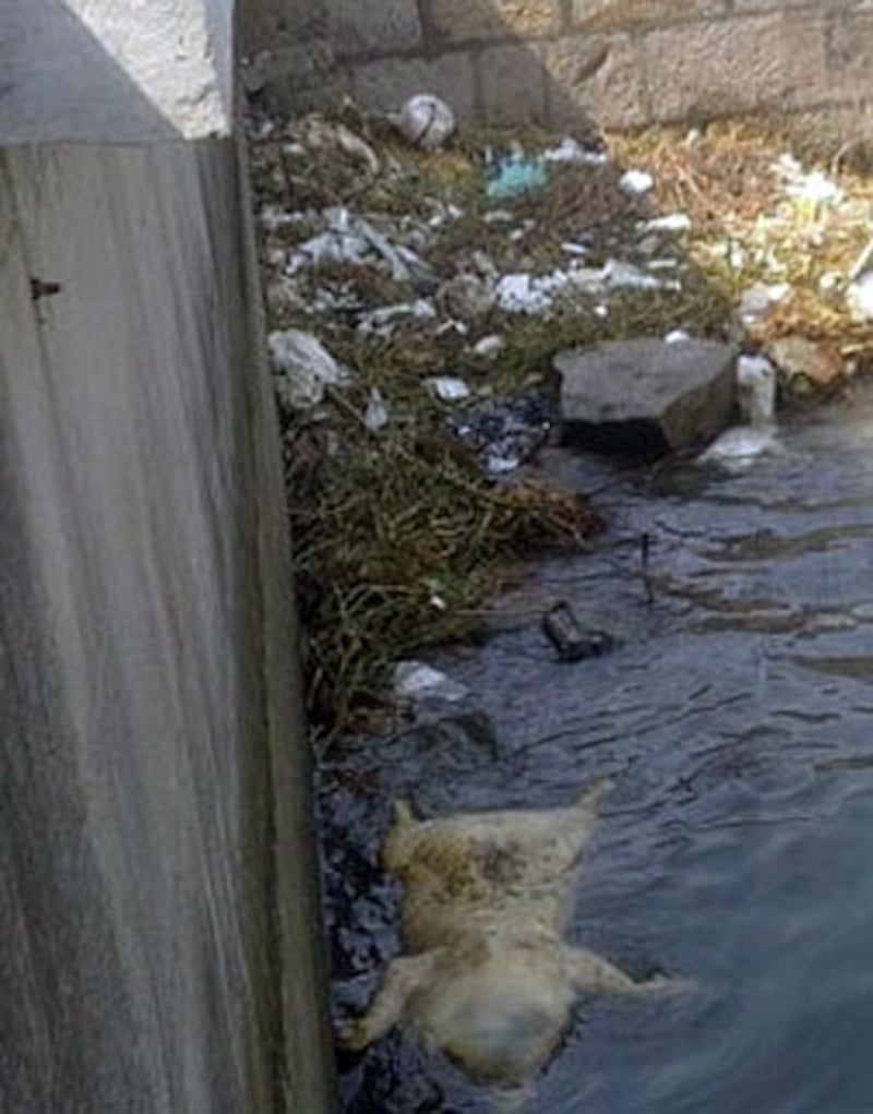 竹林村內河道周圍見死豬處處。（相片由豬農提供）