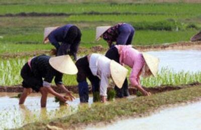 Nông dân Việt Nam