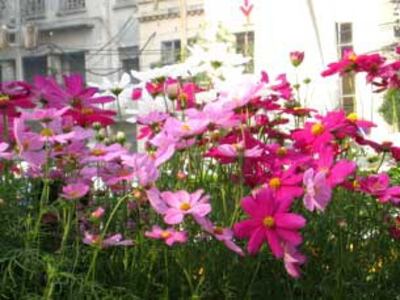 FlowerDuaSac305.jpg