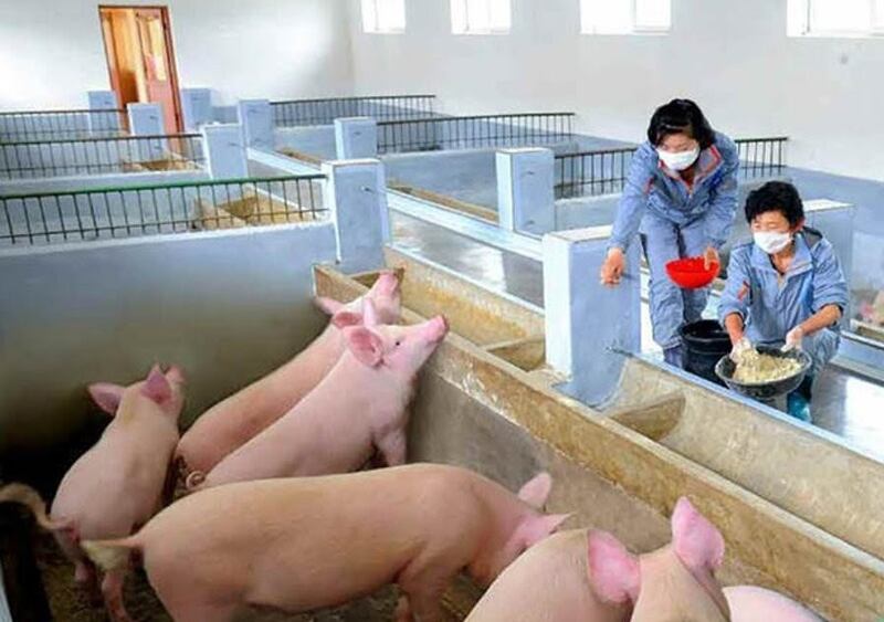 북한군 공군부대의 돼지 공장