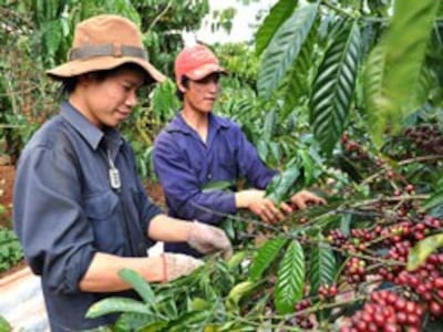 Công nhân thâu hoạch cà phê. Source giacaphe