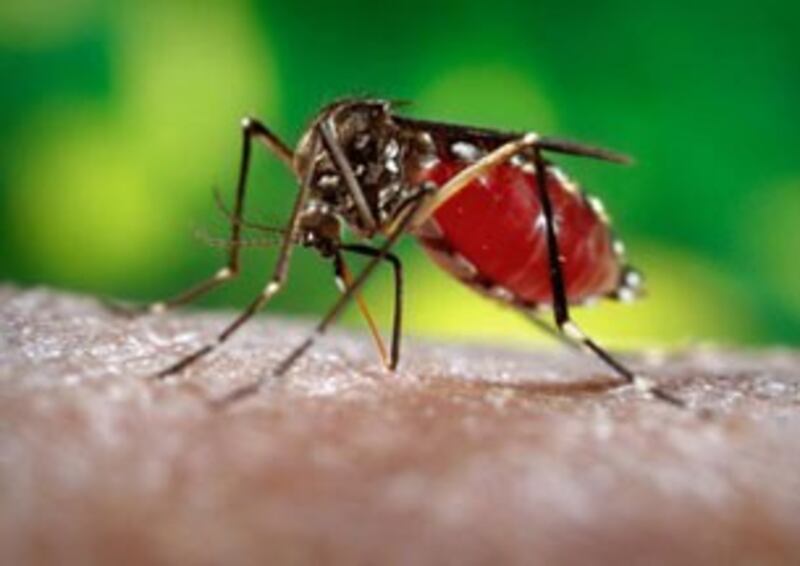 Loại muỗi Aedes aegypti mang siêu vi trùng bệnh sốt xuất huyết