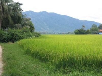 800px-Canh_dong.jpg
