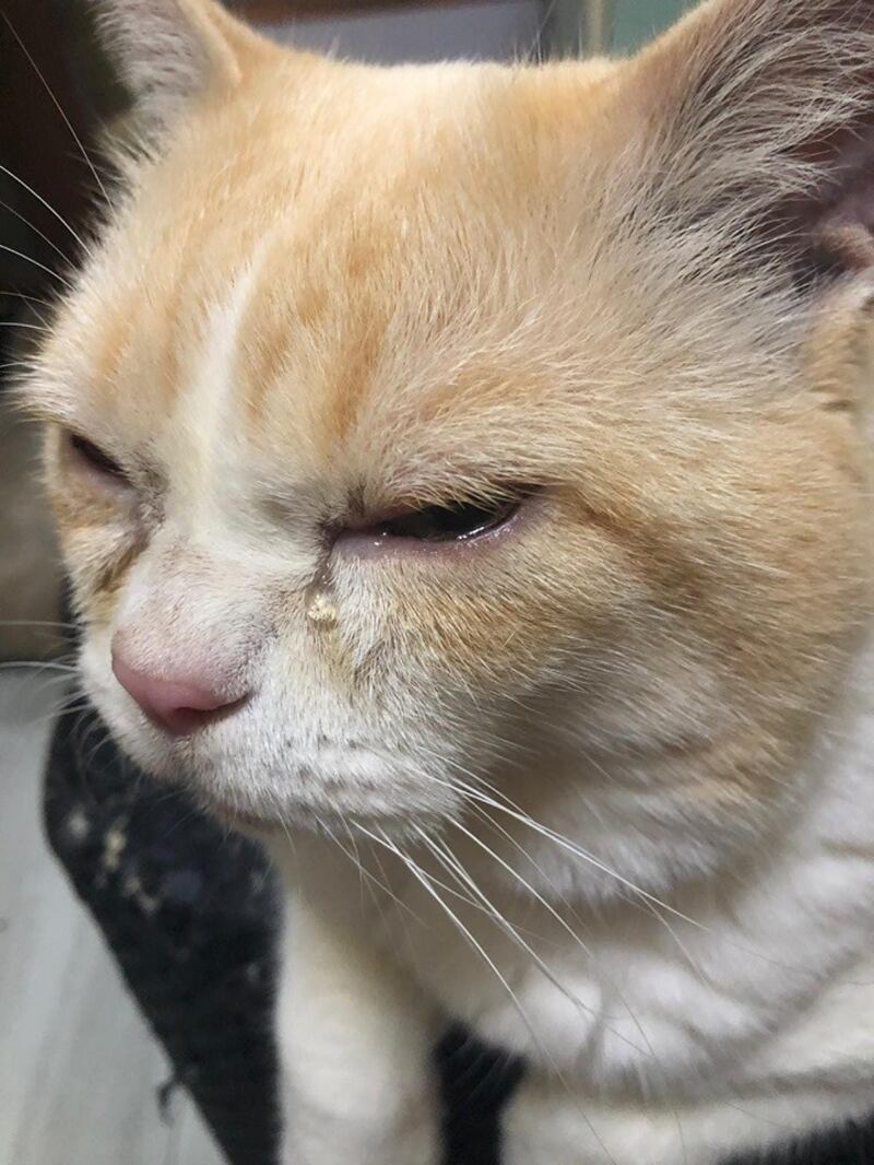 深水埗的猫咪因催泪弹烟雾，导致眼睛不适落泪。（陈嘉铭提供）