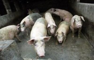 pigs-sy-200.jpg