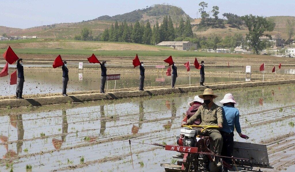 북한 남포시 강서구의 한 집단농장에서 농민들이 모내기에 나서고 있다.