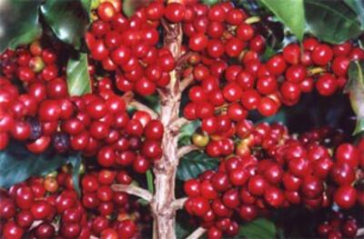 Trái cà phê Arabica