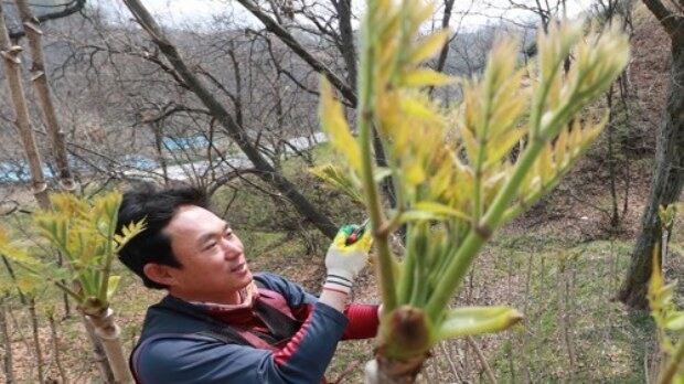 경남 함양군 함양읍 죽곡리 야산에서 한 농민이 봄철 산나물인 참두릅을 따고 있다.