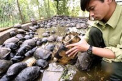 WildAnimalTurtle200.jpg