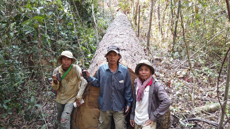 ឈើ​ហ៊ុប​ធំ​នេះ ក្រុម​សកម្មជន​បរិស្ថាន​រក​ឃើញ​គេ​កាប់​ផ្ដួល​ក្នុង​ព្រៃ​ឡង់ នៅ​ថ្ងៃ​ទី២៣ ខែ​មេសា ឆ្នាំ២០២០។