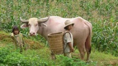 farm-children-250.jpg