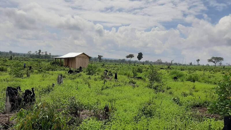 CYN_forest_in_Phnom_Ses_12_04_2021_01.jpg