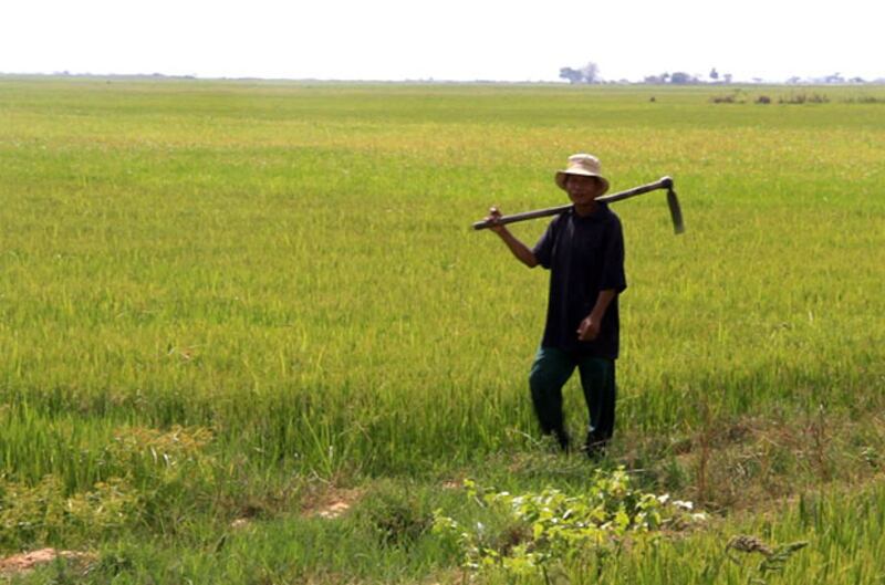 កសិករខេត្តព្រៃវែង ដើរកាត់វាលស្រែងប្រាំងដែលកំពុងខ្វះខាតទឹក។ រូបថតថ្ងៃទី៧ មីនា ២០១៥។