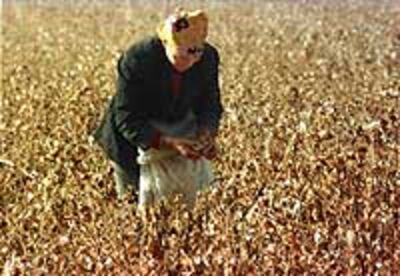 CHINA-XINJIANG-COTTON-15.jpg