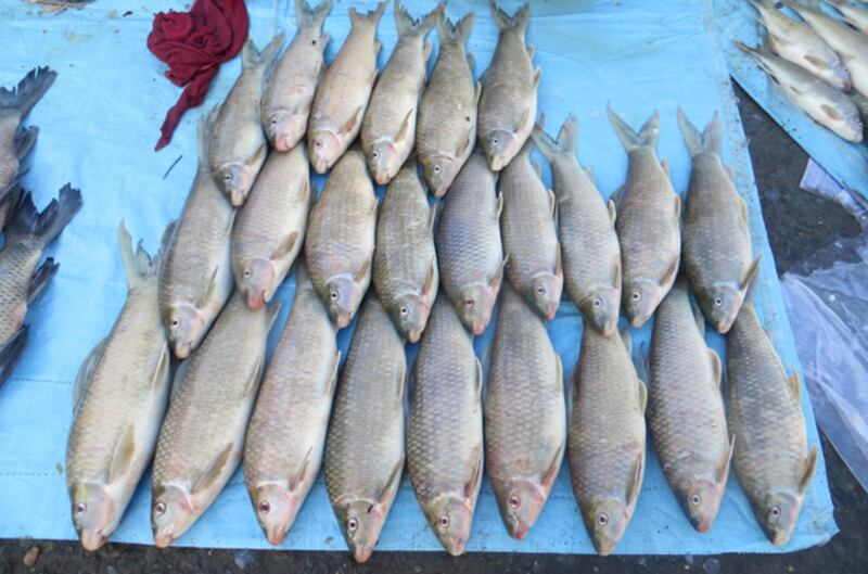 ត្រីប៉ាសេអ៊ី ដែលអាជីវករដាក់លក់នៅខាងជើងផ្សារថ្ម ខេត្តស្ទឹងត្រែង កាលពីថ្ងៃទី២២ ខែវិច្ឆិកា ឆ្នាំ២០១៥។