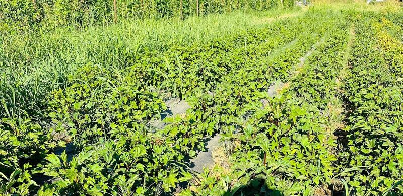 အမေရိကန်ပြည်ထောင်စု ကယ်လီဖိုးနီးယားပြည်နယ်ရှိ Zaw Farm စိုက်ခင်းတွင် စိုက်ပျိုးထားသည့် ချည်ပေါင်စိုက်ခင်းအား ၂၀၂၃ ဇူလှိုင်လက တွေ့ရစဉ်။ (Photo : Zaw Farm)