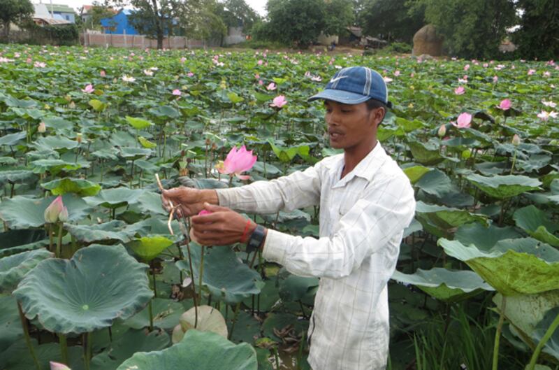 ប្រជា​កសិករ​ប្រកប​របរ​ដាំ​ឈូក​យក​គ្រាប់​លក់ លោក សើយ ហៀង នៅ​ភូមិ​ព្រៃចាស់ ឃុំ​វិហារសួគ៌ ស្រុក​ខ្សាច់កណ្ដាល ខេត្ត​កណ្ដាល ផ្តល់​បទសម្ភាសន៍​ដល់​វិទ្យុ​អាស៊ីសេរី កាល​ពី​ថ្ងៃ​ទី​១ ខែ​វិច្ឆិកា ឆ្នាំ​២០១៥។ 