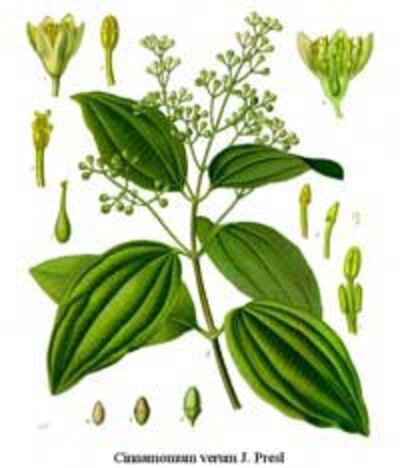 CayQueCinnamon200.jpg