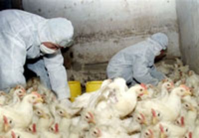 CHINA_HEALTH_FLU.jpg
