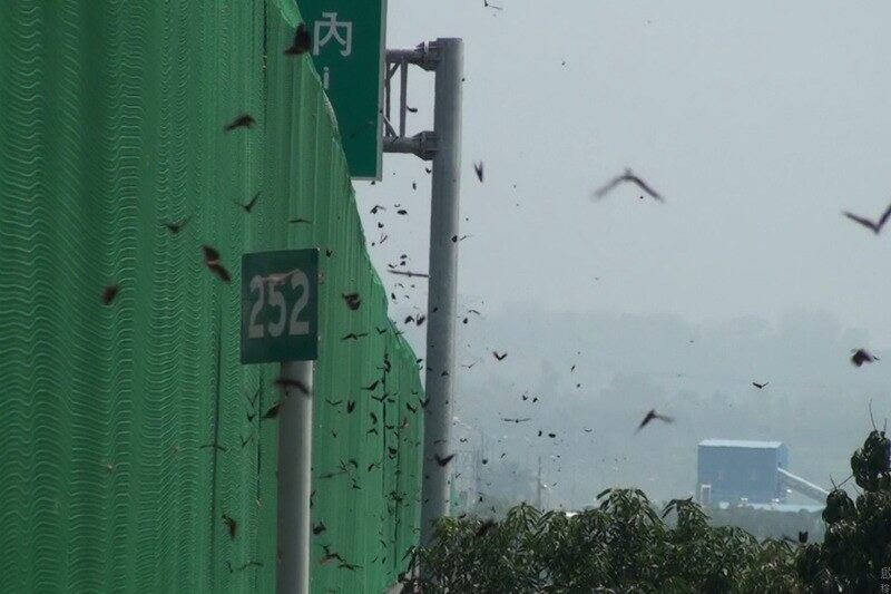 台湾高速公路局在国道3号林内段架设防护网,并在紫斑蝶飞越的高峰期启动封道措施。(台湾高速公路局提供)