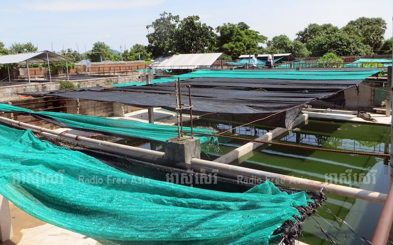 កសិដ្ឋានចិញ្ចឹមក្រពើមួយ នាក្រុងកំពង់ឆ្នាំង ខេត្តកំពង់ឆ្នាំង។ រូបថតថ្ងៃទី២១ មិថុនា ឆ្នាំ២០១៧។ RFA/Chin Chetha