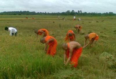 Các nhà sư Khmer Krom cùng dân gặt lúa cho vụ mùa