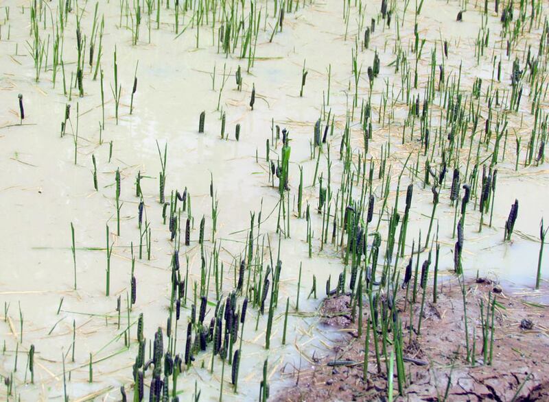 ហ្វូង​ដង្កូវ​ស៊ី​ស្រូវ​ពង្រោះ​នៅ​ភូមិ​ស្លែង ឃុំ​ស្រណាល ស្រុក​ក្រឡាញ់ ខេត្ត​សៀមរាប។ រូបថត​ថ្ងៃ​ទី​១៥ ខែ​មិថុនា ឆ្នាំ​២០១៦