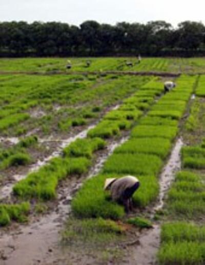 Mùa gặt ở vùng đồng bằng sông Cửu Long