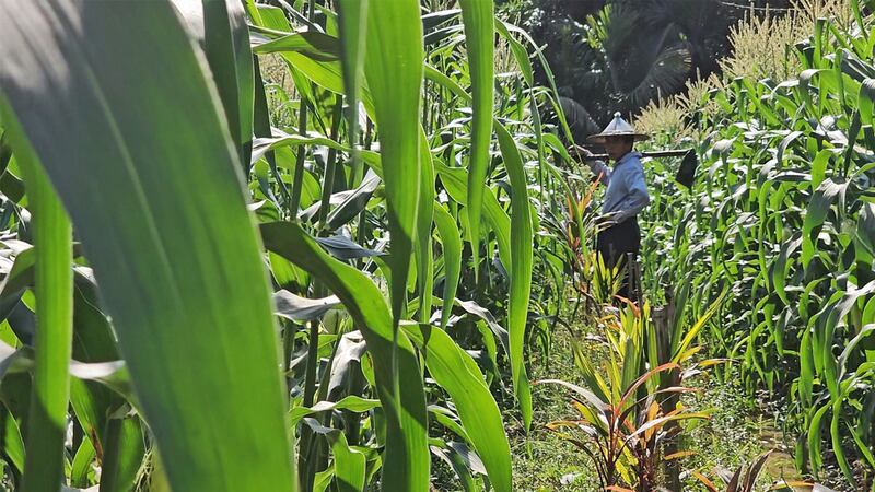 ညောင်လေးပင်မြို့နယ်မှ ကိုင်းစိုက်တောင်သူ တစ်ဦးအား ၂၀၂၄ ခုနှစ်၊ ဇန်နဝါရီလ ၉ ရက်နေ့ တွေ့ရစဉ်။ (Photo : RFA)