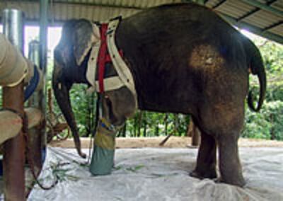 landmine_elephant_200px.jpg