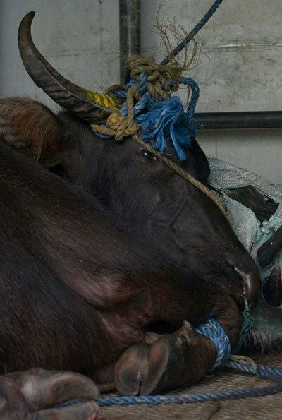 Con trâu nước bị bắt lại sau khi gây hoảng loạn thủ đô Manila, Philippines hôm 14/3/2015. AFP PHOTO.