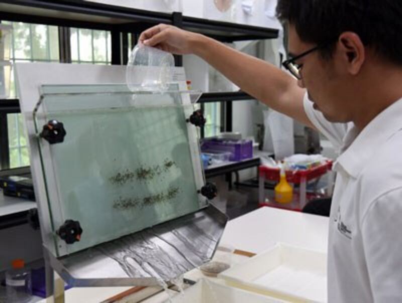 Một nhân viên y tế đang tách muỗi đực và cái mang vi khuẩn Wolbachia tại Cơ quan Môi trường Quốc gia Singapore hôm 07 tháng 2 năm 2017.