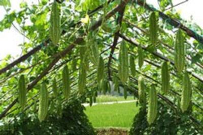 centralseed-com-vn.-250jpg.jpg
