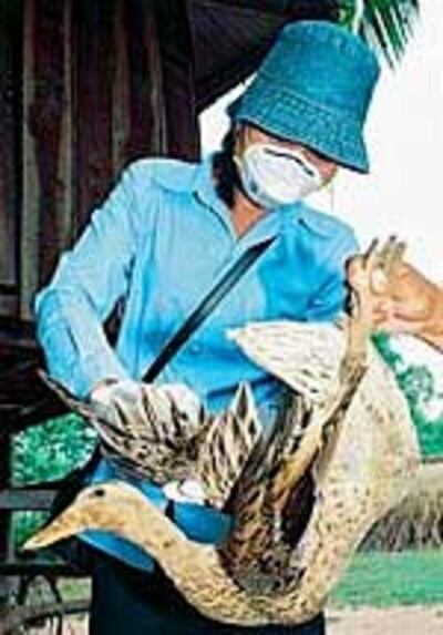 BirdfluCambodia150.jpg