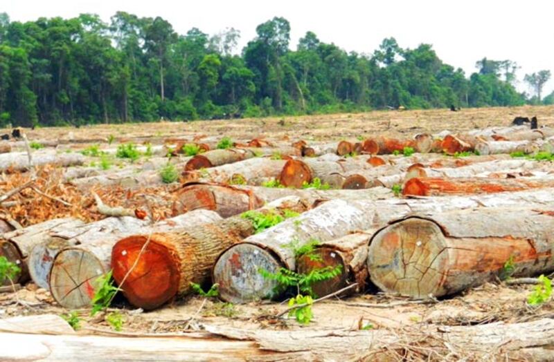១៣-ឧសភា-២០១៣៖ គំនរ​ឈើ​ដែល​ក្រុមហ៊ុន​អភិវឌ្ឍន៍​របស់​វៀតណាម កាប់​រំលំ​ដើម្បី​យក​ដី​ដាំ​កៅស៊ូ​នៅ​តំបន់​ព្រៃឡង់ ក្នុង​ស្រុក​សណ្ដាន់ ខេត្ត​កំពង់ធំ។